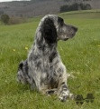 Setter Anglais RADENTIS OSLO Setter Anglais RADENTIS OSLO